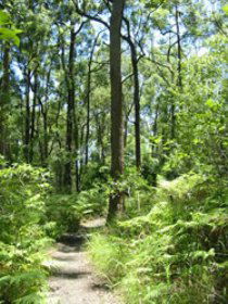 Mapleton Falls National Park - Accommodation Port Macquarie 0
