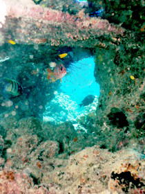 Michaelmas Cay Dive Site - Accommodation Port Macquarie 0