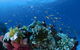 Southern Small Detached Reef Dive Site - thumb 0