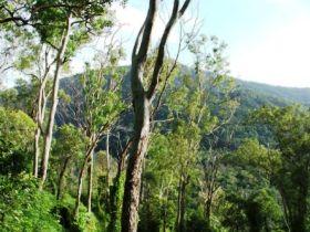 Smiths Track, Barron Gorge National Park - Accommodation Port Macquarie 0