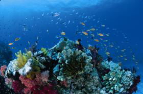 Steve's Bommie Dive Site - Accommodation Port Macquarie 0