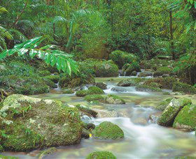 Mossman Gorge, Daintree National Park - Accommodation Port Macquarie 0