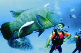 Cod Hole Dive Site - Accommodation Port Macquarie 0