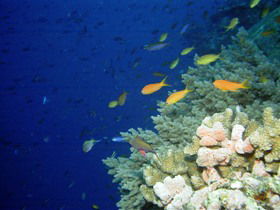 The Three Sisters Dive Site - Accommodation Port Macquarie 0