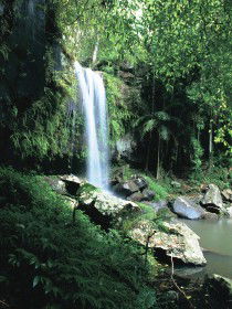 Curtis Falls, Joalah Section - Accommodation Port Macquarie 0