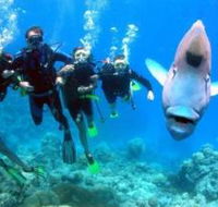 Gotham City Dive Site - Accommodation Port Macquarie