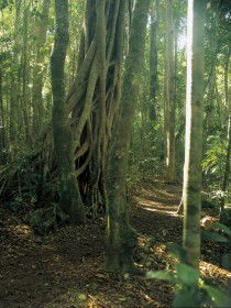 Mount Bithongabel - Accommodation Port Macquarie 0