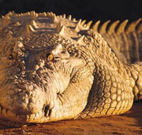 Koorana Crocodile Farm - Accommodation Port Macquarie