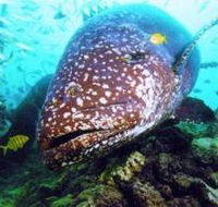 Lady Musgrave Island Dive Sites - Accommodation Port Macquarie