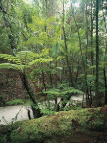 Fraser Island Great Walk - Accommodation Port Macquarie 0