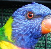 Fraser Coast Wildlife Sanctuary - Accommodation Port Macquarie
