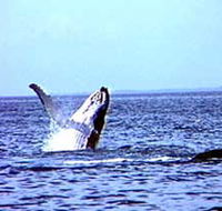 Whale Watching - Accommodation Port Macquarie