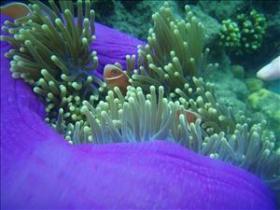 The Lady Bowen Dive Site - Accommodation Port Macquarie 0