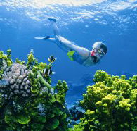 Wheeler Reef Dive Site - Accommodation Port Macquarie