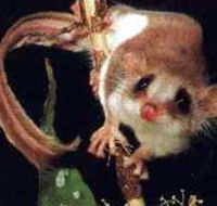 Carrowong Fauna Sanctuary - Accommodation Port Macquarie