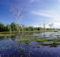 Tyto Wetlands - Accommodation Port Macquarie