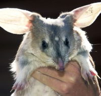Charleville - Bilby Experience - Accommodation Port Macquarie