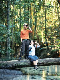 Birdwatching On The Fraser Coast - Accommodation Port Macquarie 0