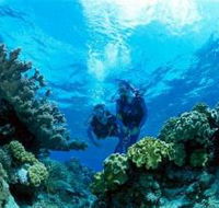 Coral Gardens Dive Site - Accommodation Port Macquarie
