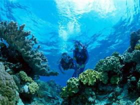 Coral Gardens Dive Site - Accommodation Port Macquarie 0