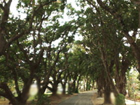 Mango Avenue - Accommodation Port Macquarie 0