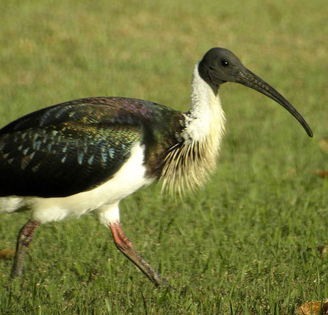 Toowoomba Bicentennial Waterbird Habitat - Accommodation Port Macquarie 0