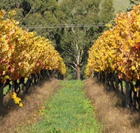 Wild Dog Winery  Restaurant - Accommodation Port Macquarie