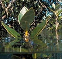 Jawbone Marine Sanctuary - Accommodation Port Macquarie