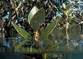 Jawbone Marine Sanctuary - Accommodation Port Macquarie 0