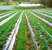 Kookaberry Strawberry Farm - Accommodation Port Macquarie