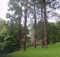 Mount Dandenong Arboretum - Accommodation Port Macquarie