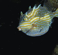 Mushroom Reef Marine Sanctuary - Accommodation Port Macquarie