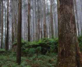 Kinglake National Park - Accommodation Port Macquarie 0