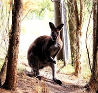 Great Ocean Road Wildlife Park - Accommodation Port Macquarie