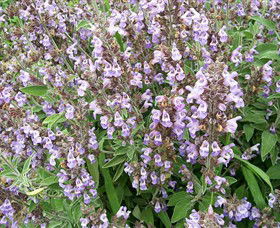 Otway Herbs - Accommodation Port Macquarie 0