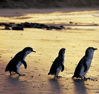 Phillip Island Nature Park - Accommodation Port Macquarie