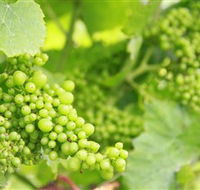 Waratah Hills Vineyard - Accommodation Port Macquarie