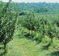 Pettys Orchard - Accommodation Port Macquarie