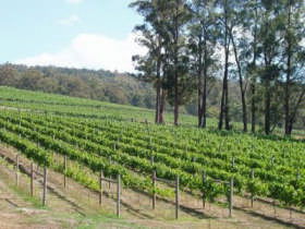 Piedmont Vineyard - Accommodation Port Macquarie 0