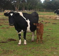 Animal Land Children's Farm - Accommodation Port Macquarie