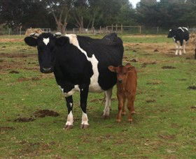 Animal Land Children's Farm - Accommodation Port Macquarie 0