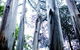 Dandenong Ranges National Park - thumb 0