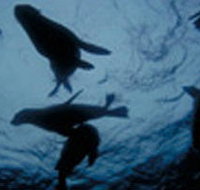 The Arches Marine Sanctuary - Accommodation Port Macquarie