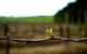 Dromana Estate - thumb 5