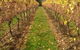 Dromana Estate - thumb 11