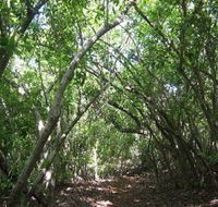 Eucalypt Trail - Accommodation Port Macquarie