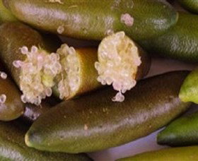 Sandy Creek Olives And Finger Limes - Accommodation Port Macquarie 0