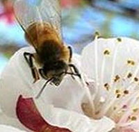 Clayridge Honey - Accommodation Port Macquarie
