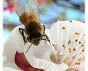 Clayridge Honey - Accommodation Port Macquarie 0