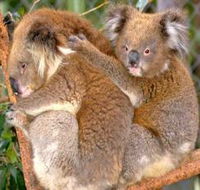 Shoalhaven Zoo - Accommodation Port Macquarie